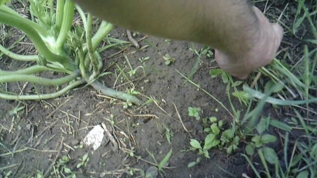 Обзор и полив нашего второго кабачка сорта ЦУКЕША
