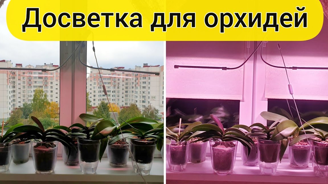 ПОДСВЕТКА ОРХИДЛЕЙ🌸 ЗИМОЙ Бюджетный и качественный вариант.