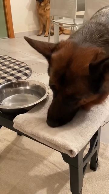 Культурный пёсель 🤩😘😉🐶