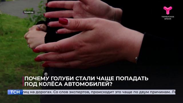 Что с голубями?