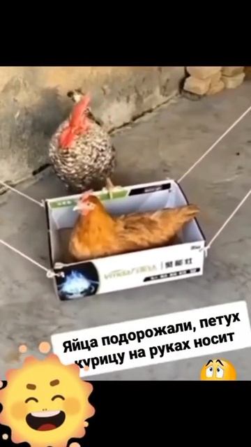 Ва-а-а...