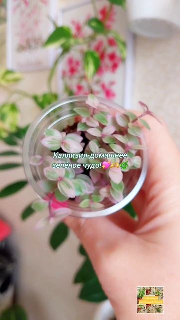 Каллизия-Домашнее зЗелёное Чудо!💖🌿🫶