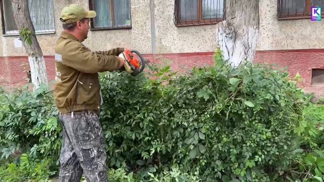 В Керчи продолжаются работы по уходу за зелеными насаждениями