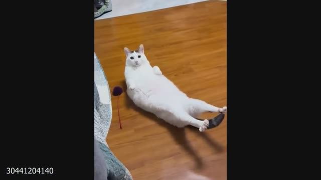 Смешные коты 😂 самые смешные котики в 2025