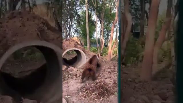 Медвежьи тренировкиПрямая трансляция инстаграм @mansurbear 12.08.19