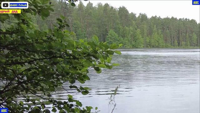 Плавание в дождь 24.06.2025 #юныйпрадедбодрыйдед