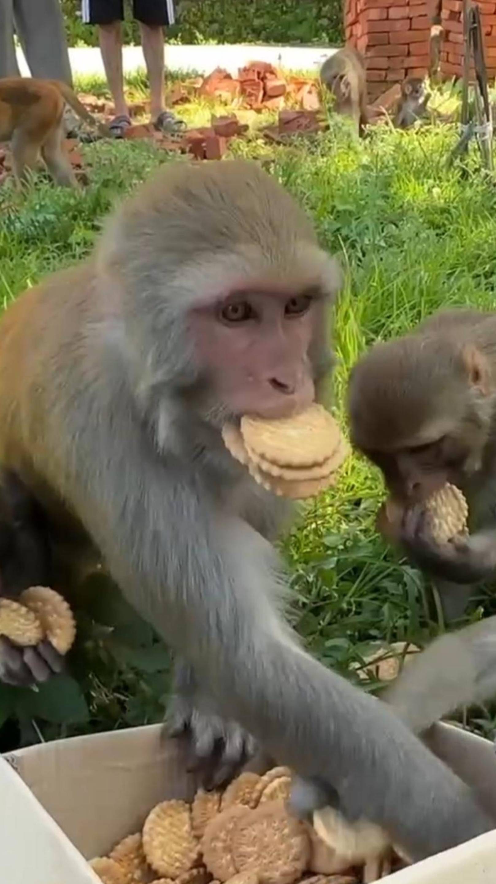 😼 ВСЁ БУДЕТ ХОРОШО 😂 ВЕРТОЛЁТИК 🚁 ОЗВУЧКА ОТ ROMEO 🔥 СМЕШНЫЕ ЖИВОТНЫЕ ОЗВУЧКА КОТОВ 😼 #cat #ОЗВ