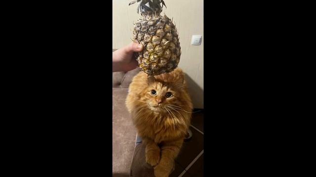 MrMarsAnanas прототип