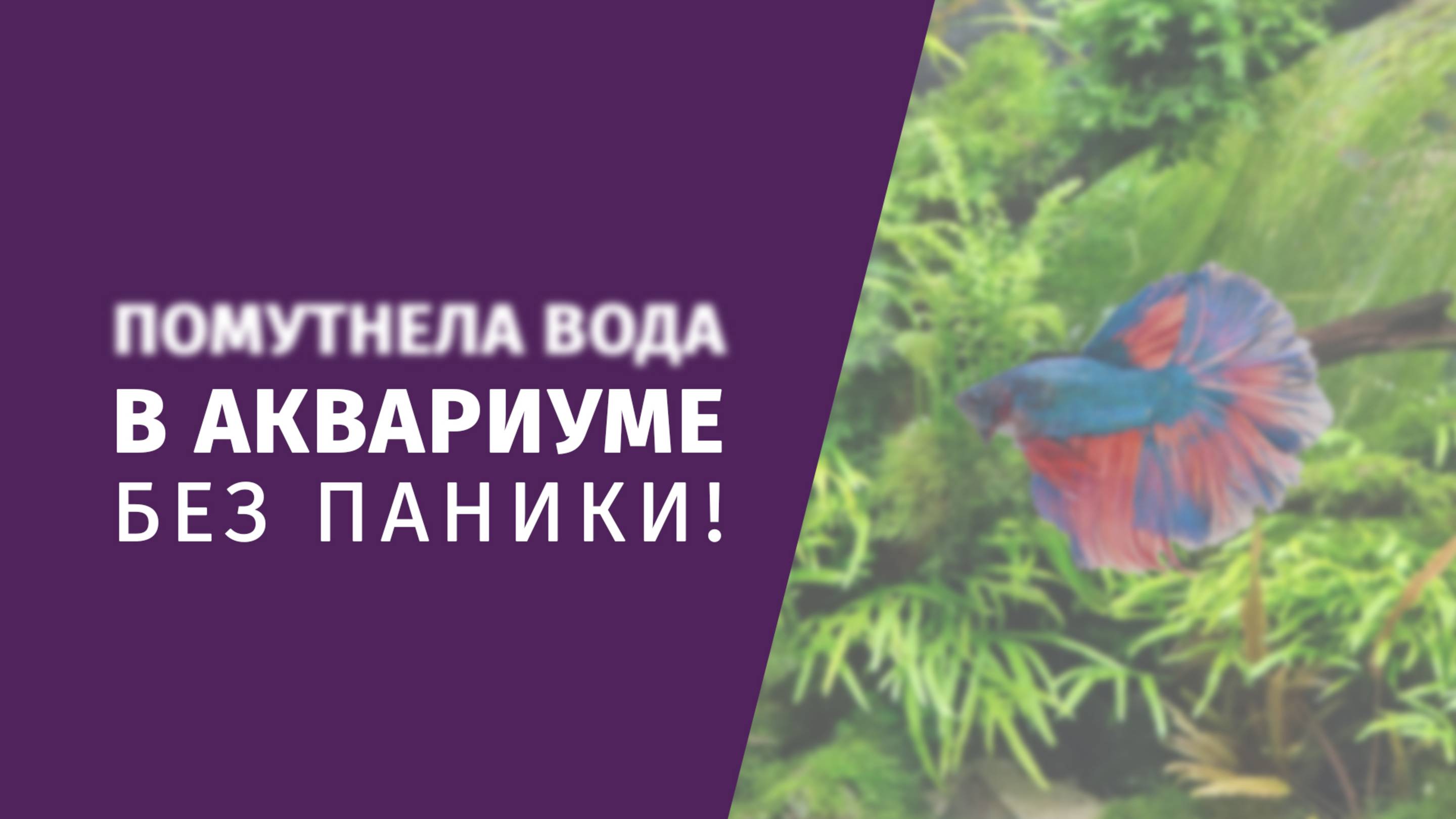 Помутнела вода в аквариуме? Без паники!