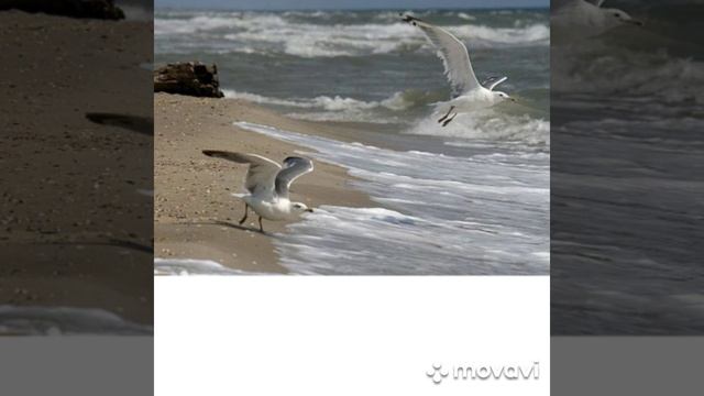 Музыка, море и ты