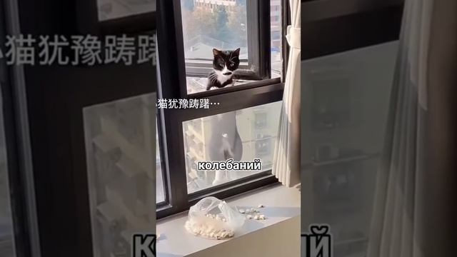 Кот форточник