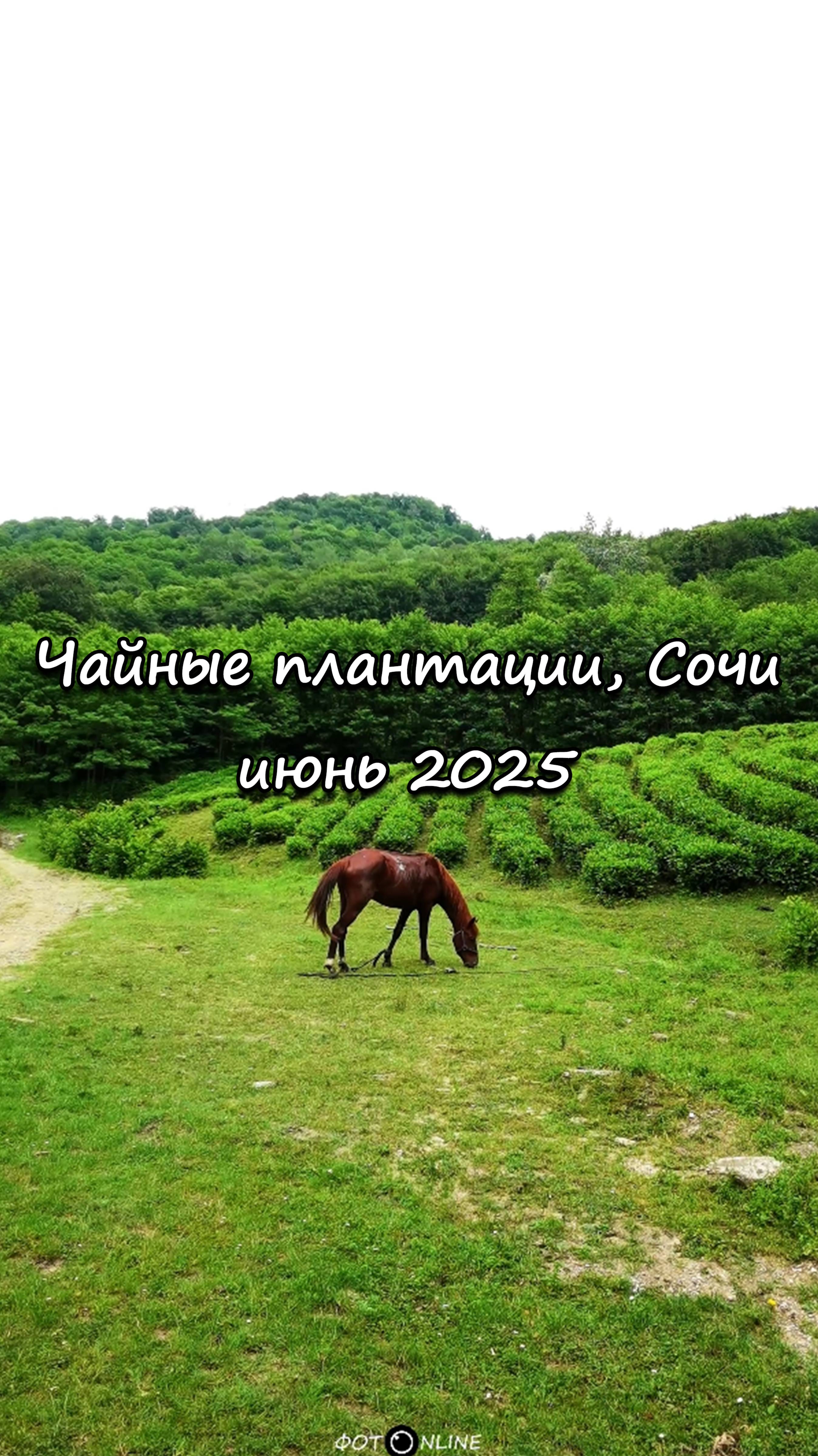 Чайные плантации, Сочи. Июнь 2025