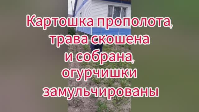 Картошка прополота, трава скошена и собрана, огурчишки замульчированы