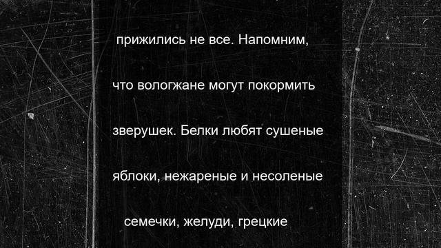В парк Ветеранов Вологды завезли новых белок