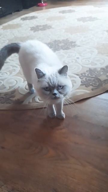 Красивая кошечка)beautiful kitty