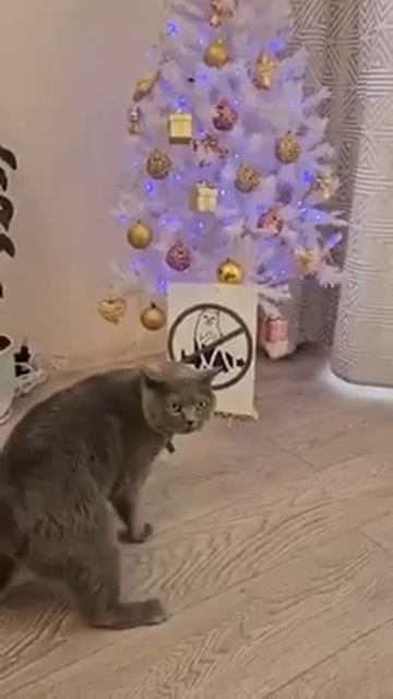 Наш TG https://t.me/liveofcats
