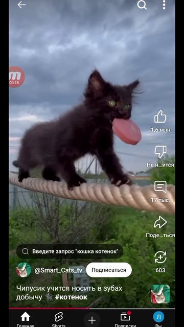 чипусик