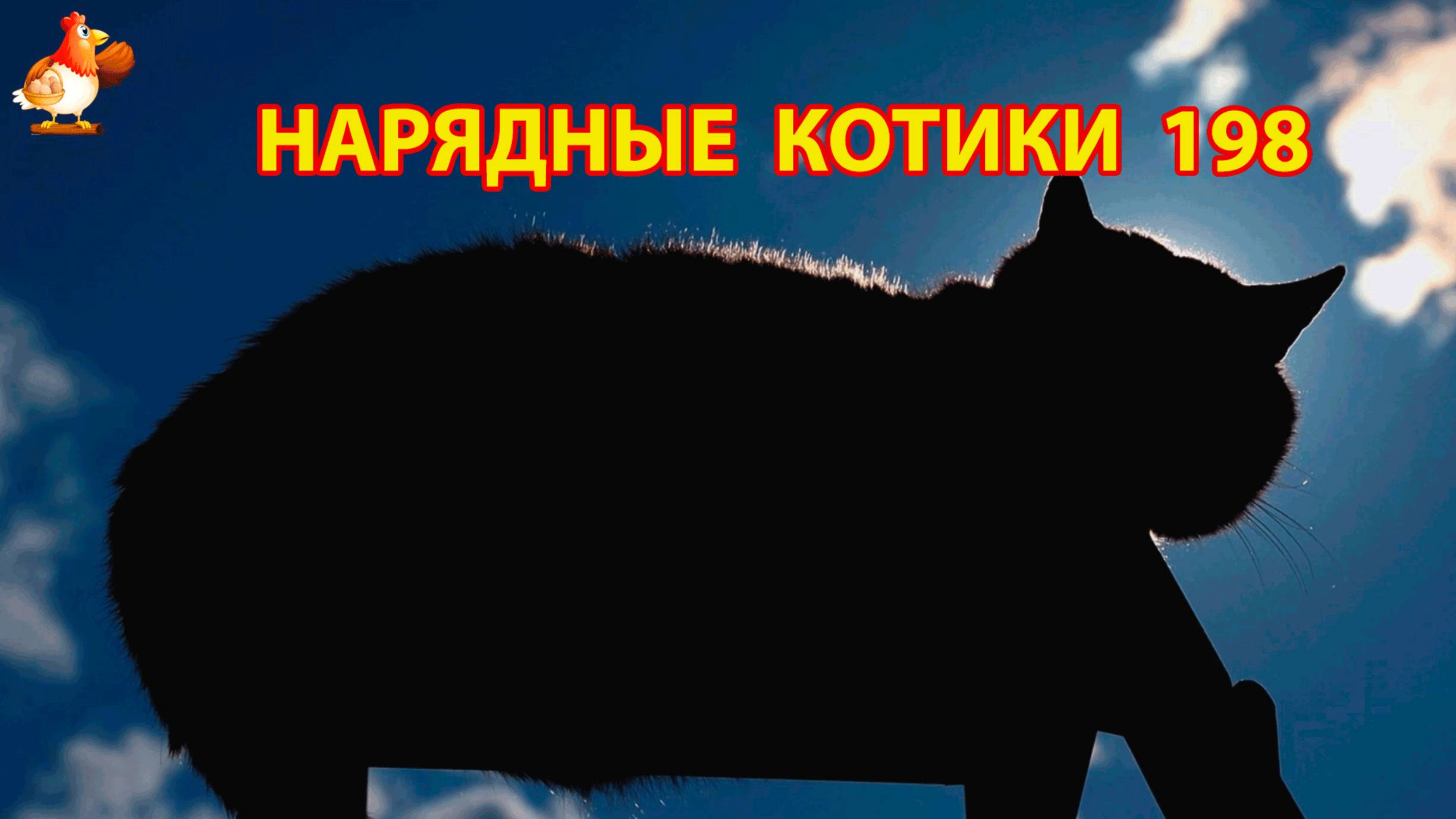 Нарядные Котики расслабляются на солнышке 🌞 🐈🐈🐈 (198)