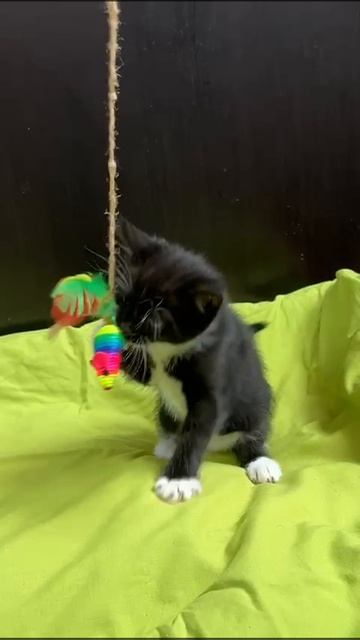 Котенок в добрые руки