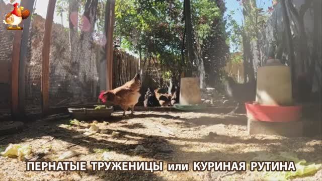 Куры несушки свободного выгула и их обычная куриная рутина – эпизод (481)