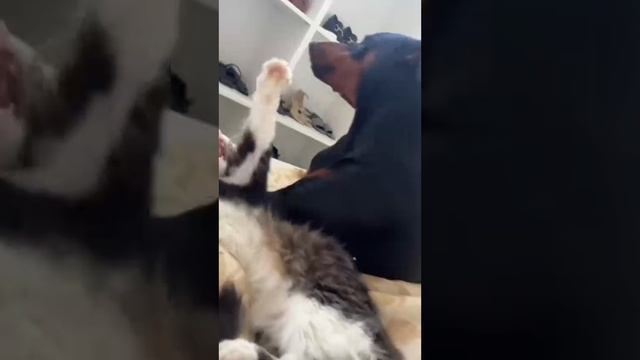 Подборка собакенов 😃