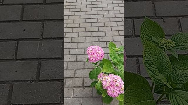 эндлесс саммер