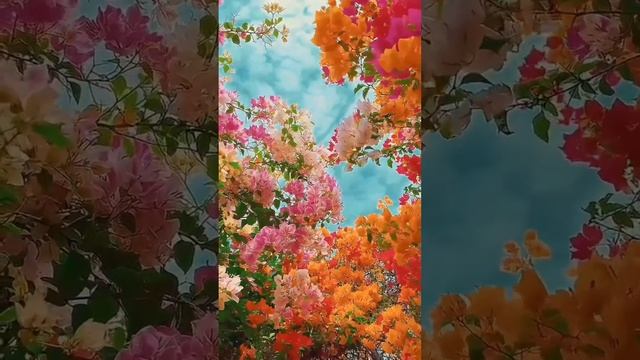 1000004843.mp4. ЕСЛИ ПОНРАВИЛОСЬ, ПОСТАВЬТЕ ЛАЙК 👍👍👍