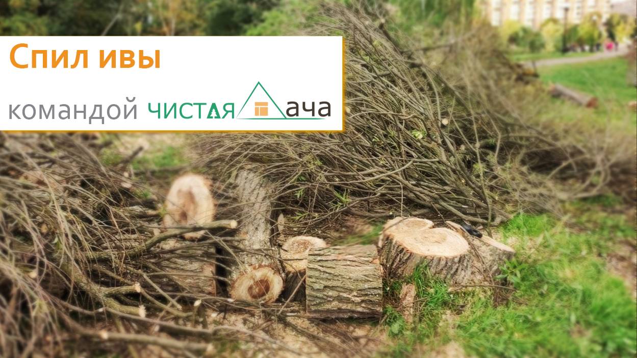 Спил ивы командой Чистая дача