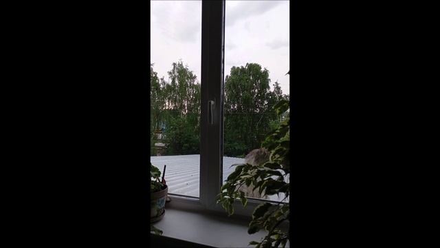 Собака. Кот. Кос и Фокс