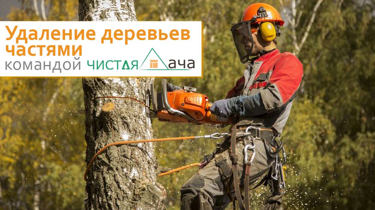 Удаление деревьев частями командой Чистая дача