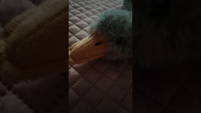 мой гусь.mp4