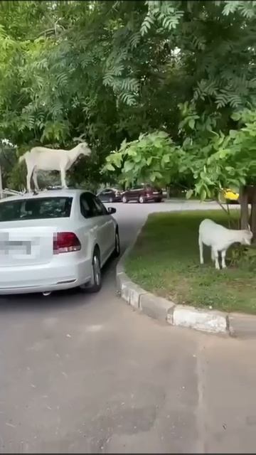 🐐Необычное место для обеда нашли козы из Бутово🐐