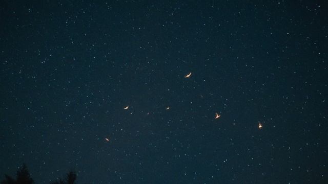 Как птицы находят дорогу домой