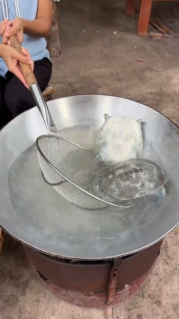 Вкусные черепахи которые можно приготовить и съесть