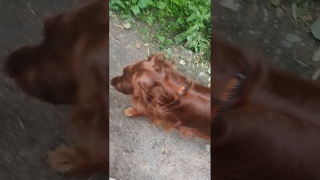 Сеттер: Рядом! Ещё рядом!