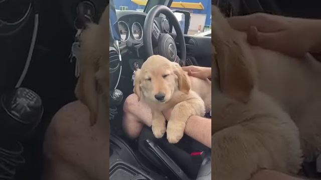 Сонные собаки