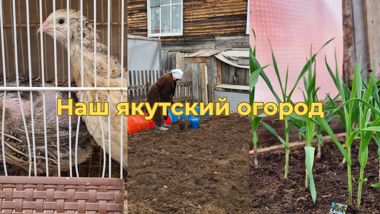 Наш простой огород 🌿 / Якутия ВЛОГ