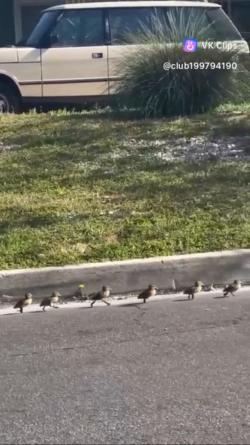 VID_20250624_051541_259.mp4