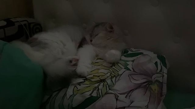 Пушистый домовой: Кошка как хранитель домашнего очага