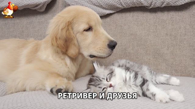 Золотистый ретривер и его друзья милые питомцы 🐕 выпуск (126)
