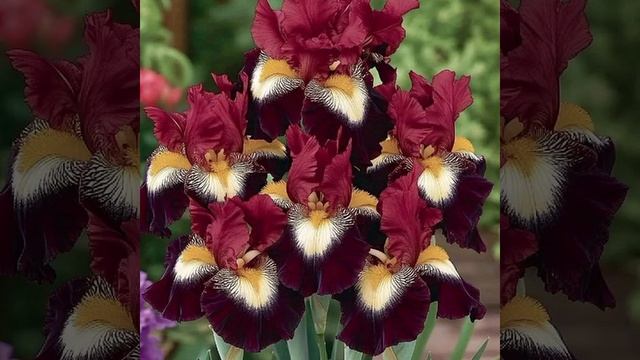 VID_20250624_052251_142.mp4