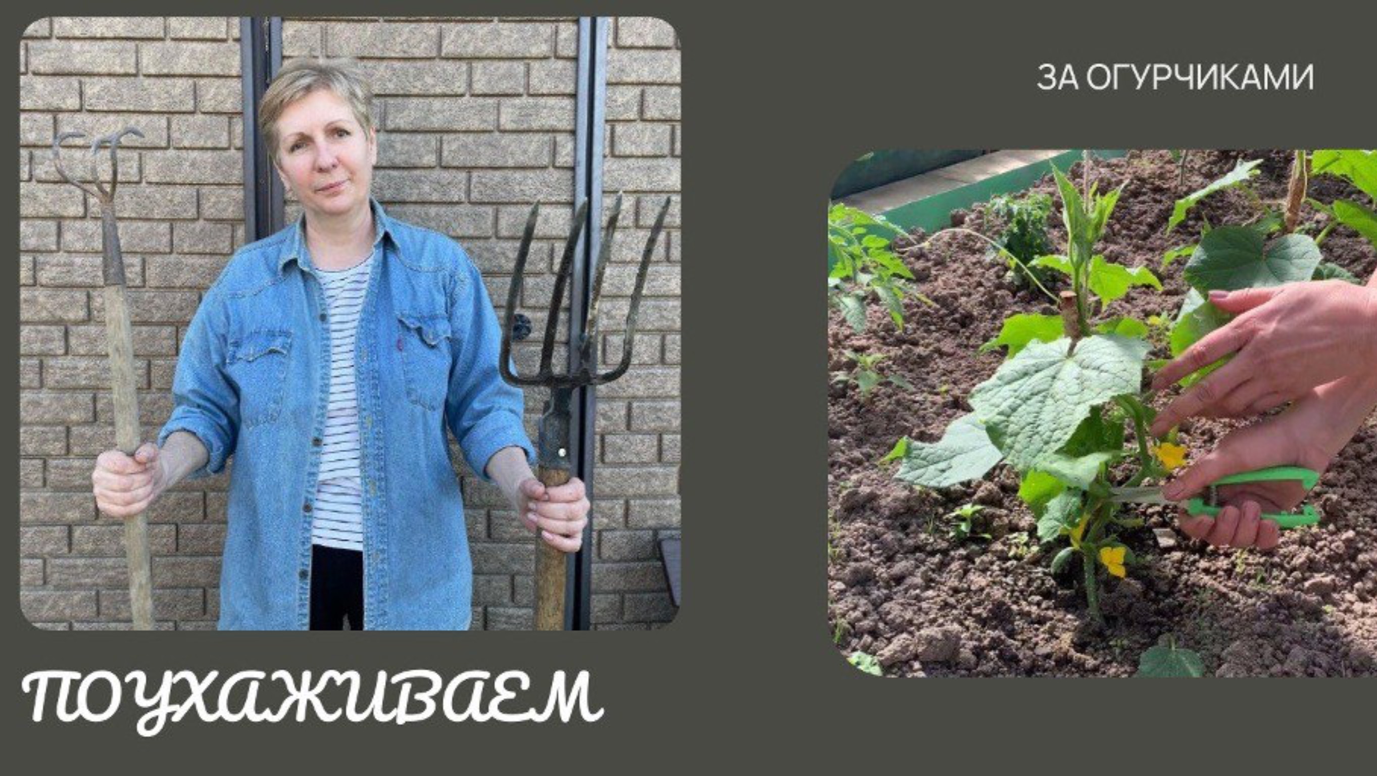 Плету паутину и направляю плети огурцов в нужном направлении