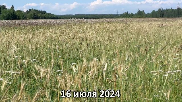 Поле.