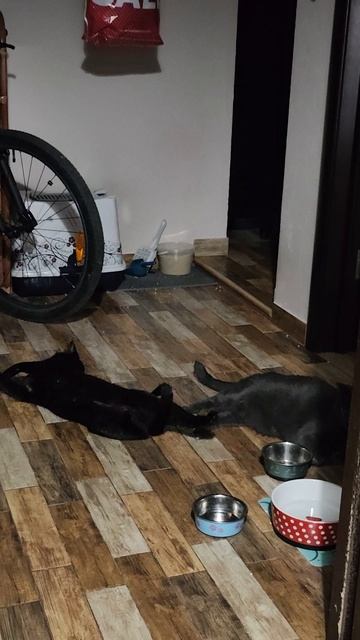 Коты балдеют на тёплом полу с подогревом