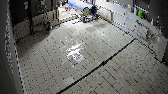 Белый кот