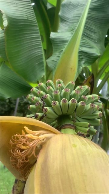 Банановая пальма: тропический рай у вас дома! 🌴🍌