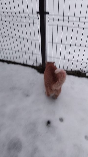 рыжий котик😺