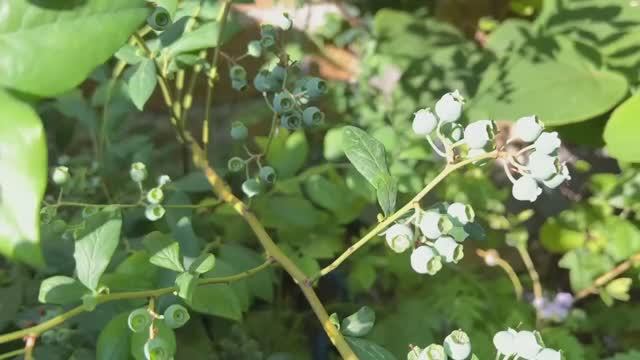 Наш крымский участок в июне Часть 2