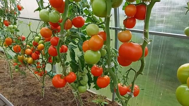 Неплохой томат для Ленинградской обл Часть 2