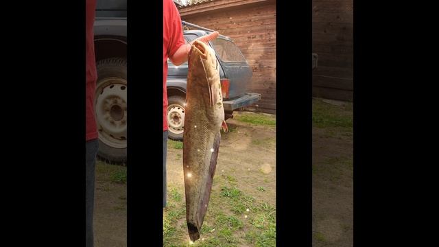 наше рыбное лето.mp4